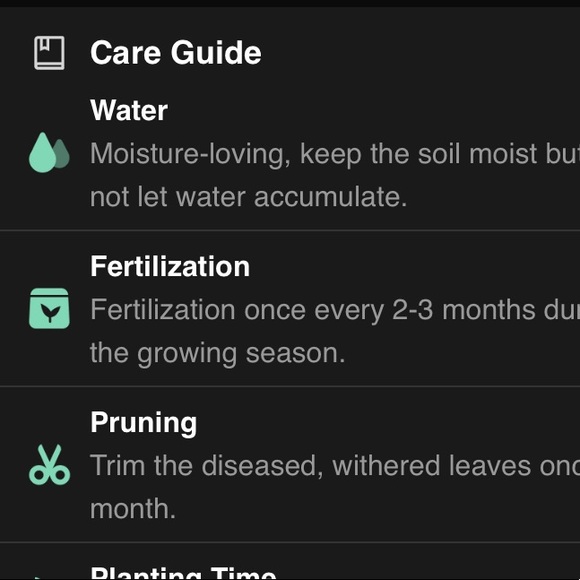 Spotted dead nettle Botanical name: Lamium maculatum Ground Cover - Picture 8 of 9